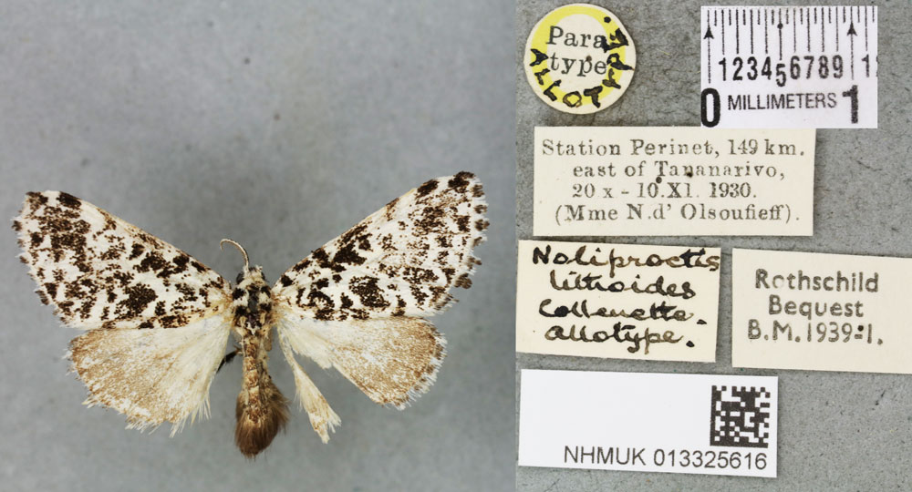 /filer/webapps/moths/media/images/L/lithoides_Noliproctis_AT_BMNHa.jpg
