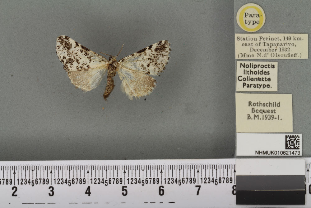 /filer/webapps/moths/media/images/L/lithoides_Noliproctis_PTF_BMNHa.jpg