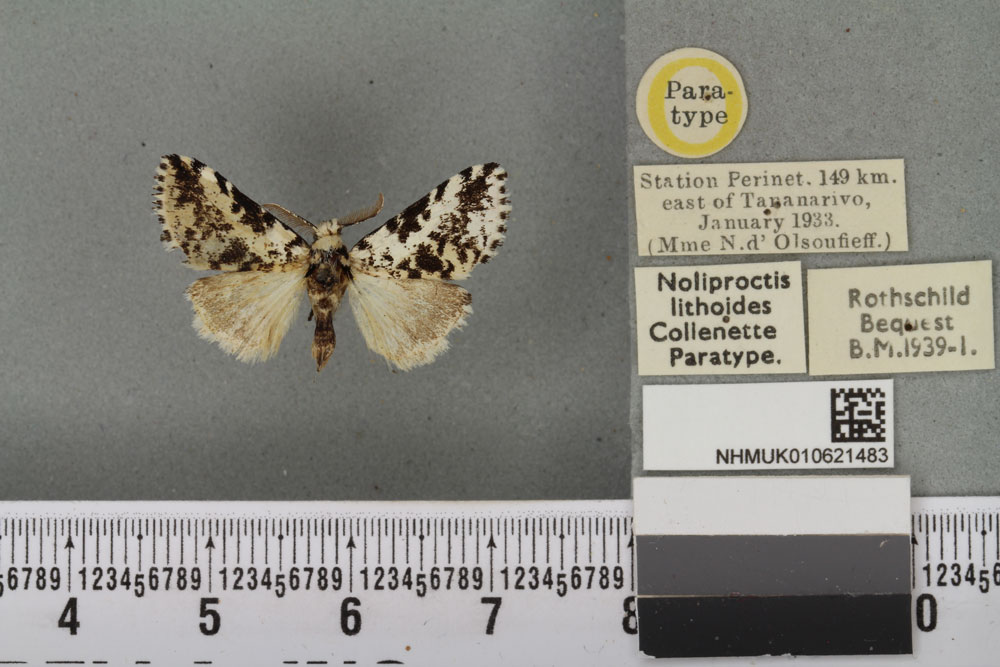 /filer/webapps/moths/media/images/L/lithoides_Noliproctis_PTM_BMNH_02a.jpg