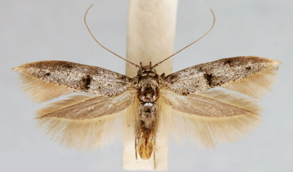 /filer/webapps/moths/media/images/L/litholeuca_Paralogistis_AM_TMSA.jpg