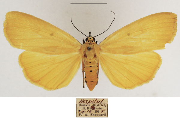 /filer/webapps/moths/media/images/L/lithosioides_Sommeria_AF_TMSA_01.jpg