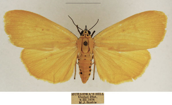 /filer/webapps/moths/media/images/L/lithosioides_Sommeria_AF_TMSA_02.jpg
