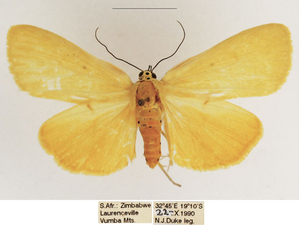 /filer/webapps/moths/media/images/L/lithosioides_Sommeria_AM_TMSA_02.jpg