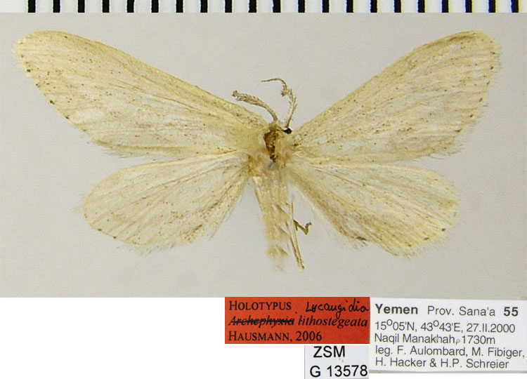 /filer/webapps/moths/media/images/L/lithostegeata_Lycaugidia_HT_ZSMa.jpg