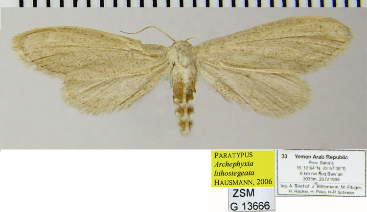 /filer/webapps/moths/media/images/L/lithostegeata_Lycaugidia_PTF_ZSM.jpg