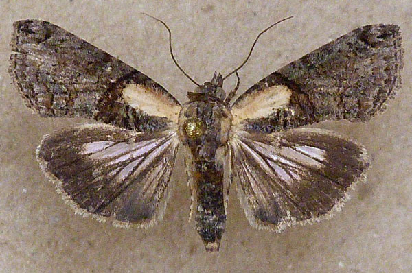 /filer/webapps/moths/media/images/L/litigiosa_Lophoptera_A_Butler.jpg