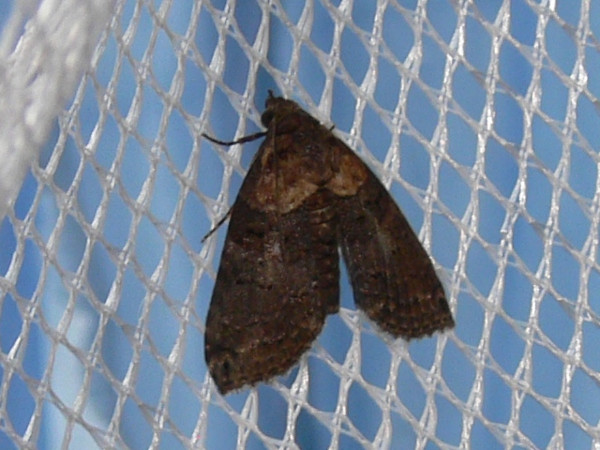 /filer/webapps/moths/media/images/L/litigiosa_Lophoptera_A_Goff_02.JPG