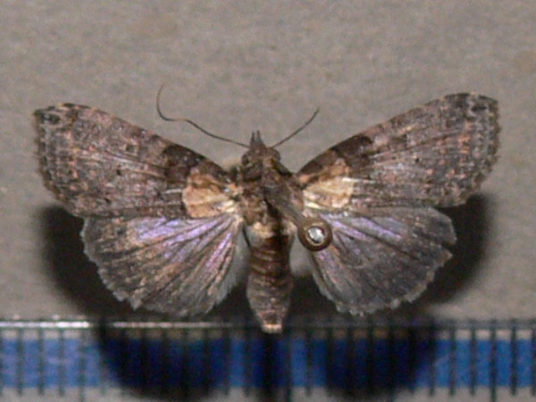 /filer/webapps/moths/media/images/L/litigiosa_Lophoptera_A_Goffa_01.JPG