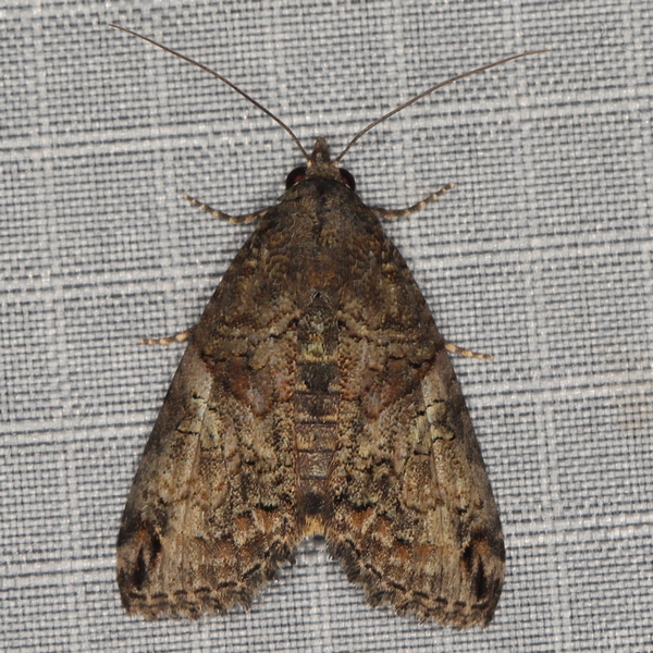 /filer/webapps/moths/media/images/L/litigiosa_Lophoptera_A_Heyns_04.JPG