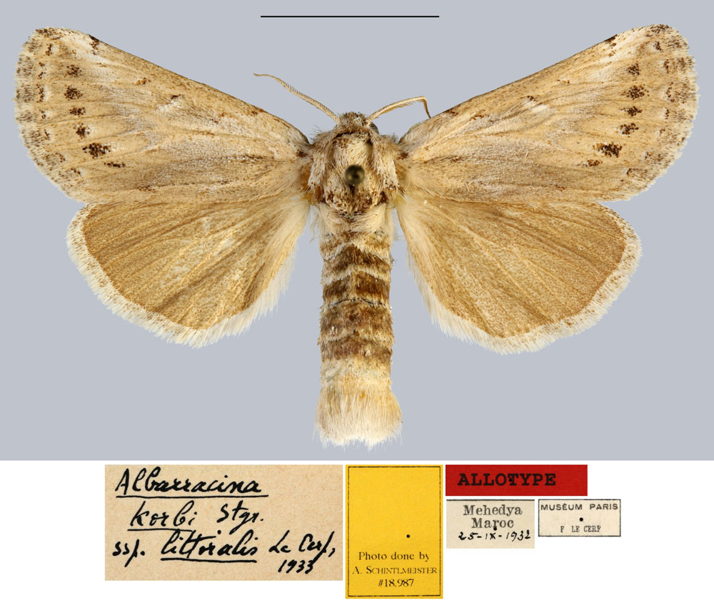 /filer/webapps/moths/media/images/L/littoralis_Albarracina_AT_MNHN.jpg