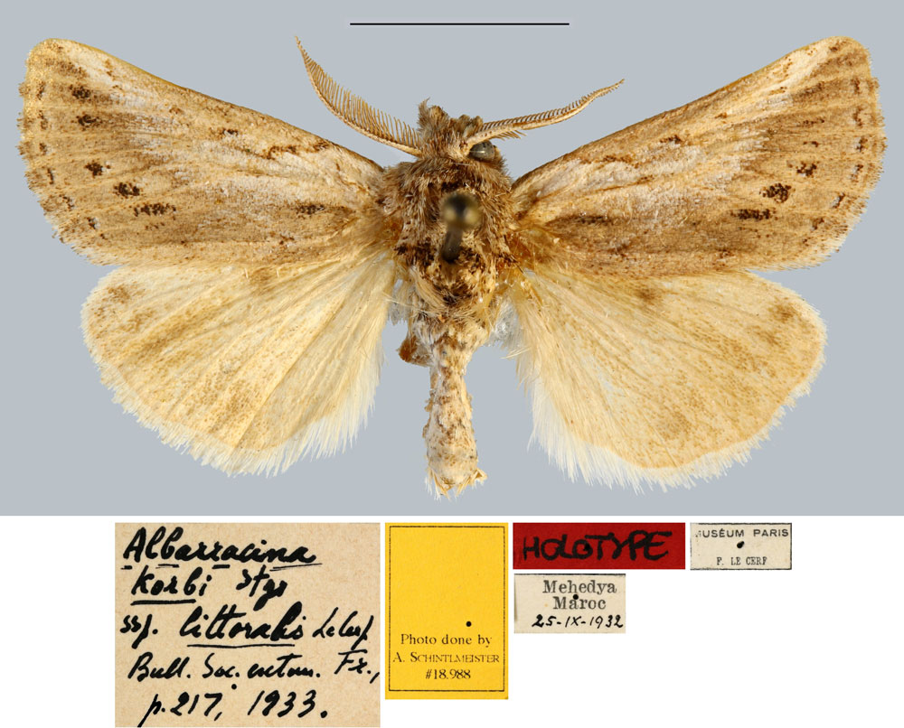 /filer/webapps/moths/media/images/L/littoralis_Albarracina_HT_MNHN.jpg