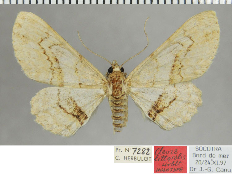 /filer/webapps/moths/media/images/L/littoralis_Cleora_HT_ZSMa.jpg