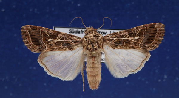 /filer/webapps/moths/media/images/L/littoralis_Spodoptera_AF_Schellhorn.jpg