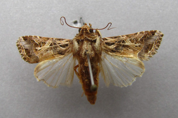 /filer/webapps/moths/media/images/L/littoralis_Spodoptera_A_Baron.jpg
