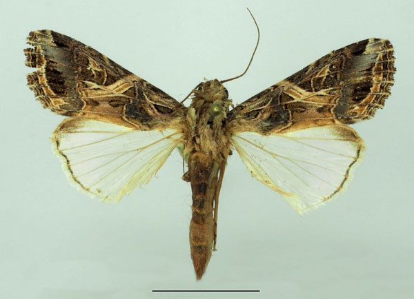 /filer/webapps/moths/media/images/L/littoralis_Spodoptera_A_Basquin.jpg