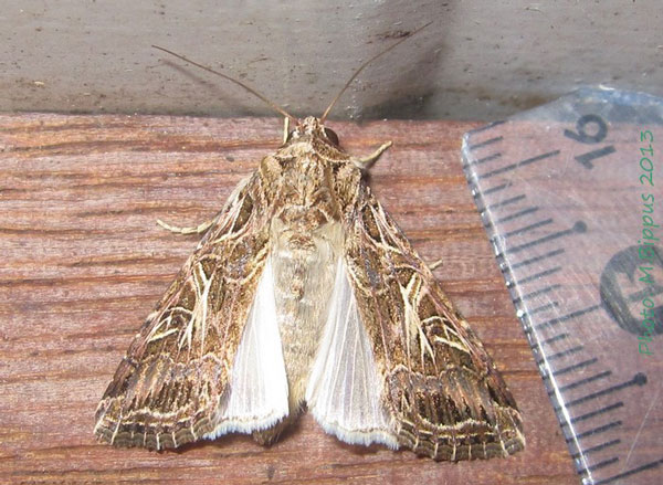 /filer/webapps/moths/media/images/L/littoralis_Spodoptera_A_Bippus.jpg