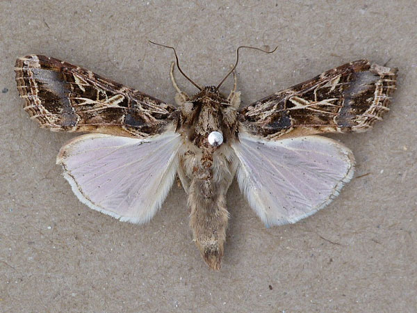 /filer/webapps/moths/media/images/L/littoralis_Spodoptera_A_Butler.jpg