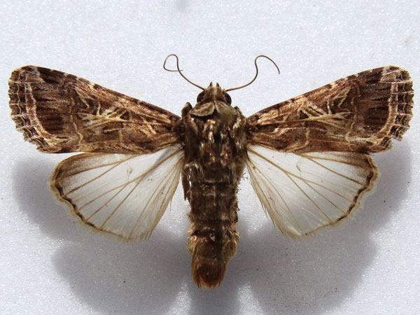 /filer/webapps/moths/media/images/L/littoralis_Spodoptera_A_Goff_01.jpg