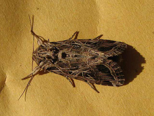 /filer/webapps/moths/media/images/L/littoralis_Spodoptera_A_Goff_02.jpg