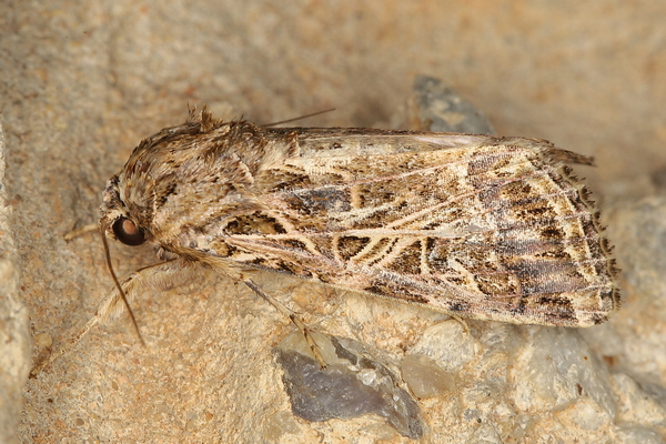 /filer/webapps/moths/media/images/L/littoralis_Spodoptera_A_Heyns_01.JPG