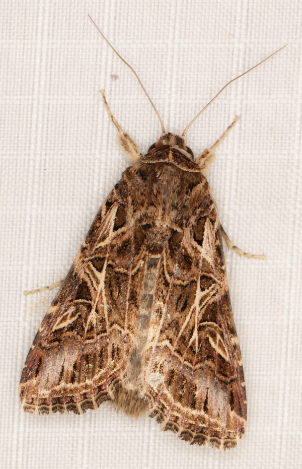 /filer/webapps/moths/media/images/L/littoralis_Spodoptera_A_Heyns_02.jpg