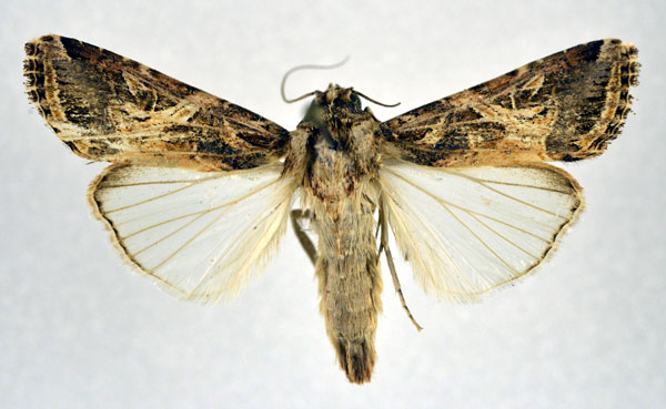 /filer/webapps/moths/media/images/L/littoralis_Spodoptera_A_NHMO.jpg