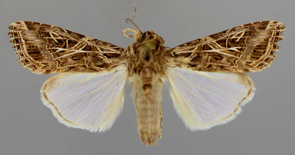 /filer/webapps/moths/media/images/L/littoralis_Spodoptera_A_RMCA_01.jpg