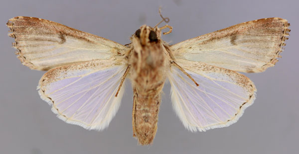 /filer/webapps/moths/media/images/L/littoralis_Spodoptera_A_RMCA_02.jpg