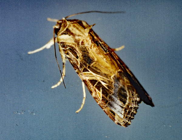 /filer/webapps/moths/media/images/L/littoralis_Spodoptera_A_Roland_01.jpg