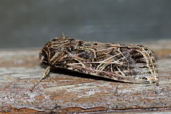 /filer/webapps/moths/media/images/L/littoralis_Spodoptera_A_Voaden.jpg