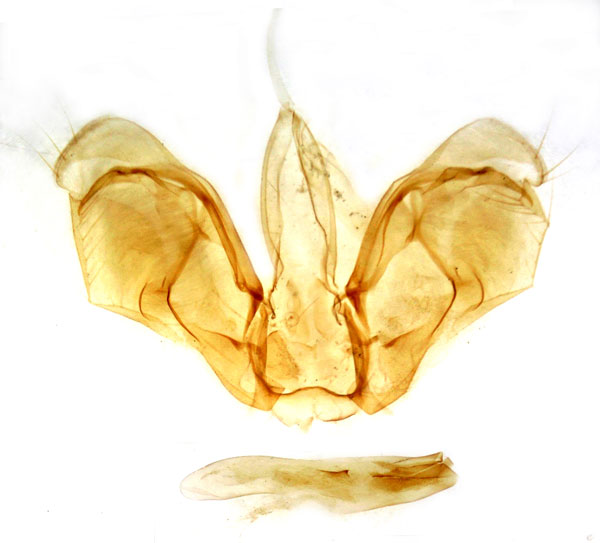 /filer/webapps/moths/media/images/L/littoralis_Spodoptera_GM_MSNM_Berio5525.jpg