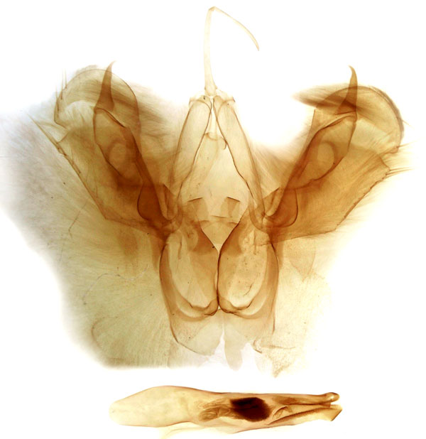 /filer/webapps/moths/media/images/L/littoralis_Spodoptera_GM_MSNM_Berio5546.jpg