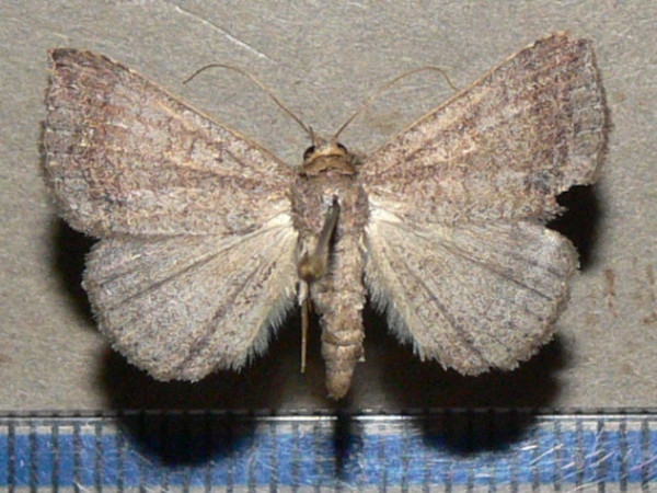 /filer/webapps/moths/media/images/L/lituraria_Ericea_A_Goffa_01.jpg
