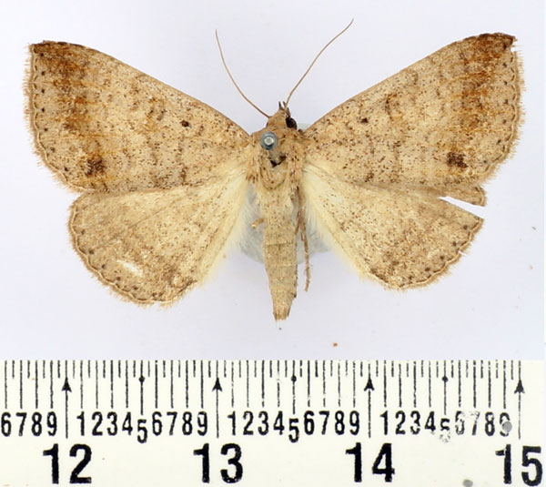 /filer/webapps/moths/media/images/L/lituraria_Ericeia_AF_BMNH.jpg