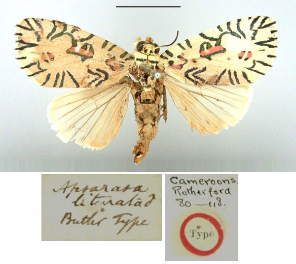 /filer/webapps/moths/media/images/L/liturata_Apsarasa_ST_BMNH.jpg