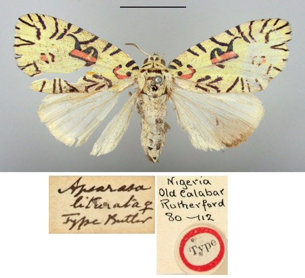 /filer/webapps/moths/media/images/L/liturata_Apsarasa_ST_BMNH_02.jpg