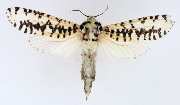 /filer/webapps/moths/media/images/L/liturata_Azygophleps_AF_TMSA.jpg