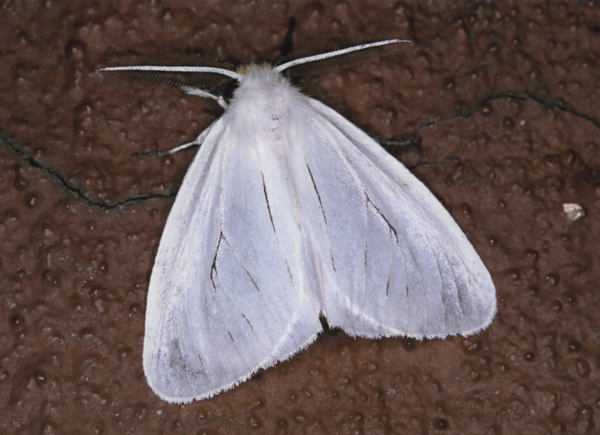 /filer/webapps/moths/media/images/L/liturata_Creagra_A_Roland_01.jpg