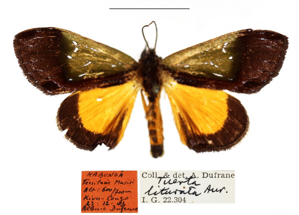 /filer/webapps/moths/media/images/L/liturata_Tuerta_AM_RBINS_01.jpg