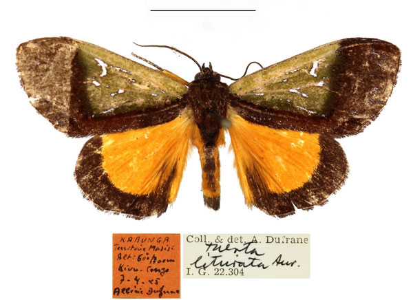 /filer/webapps/moths/media/images/L/liturata_Tuerta_AM_RBINS_02.jpg