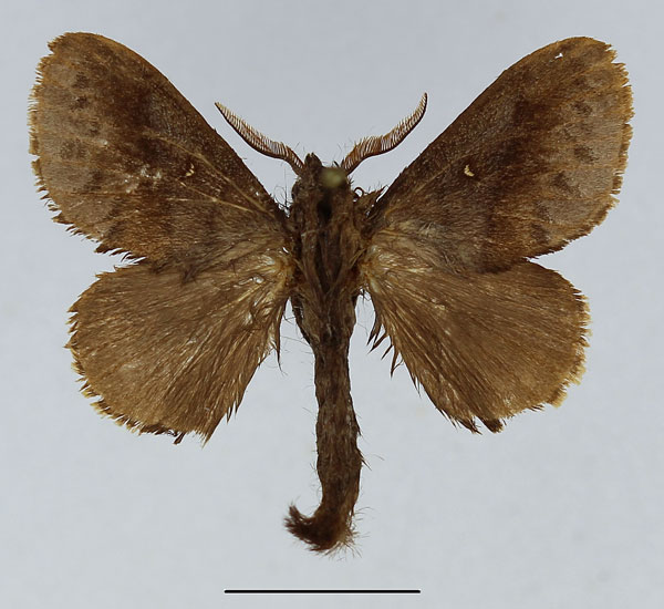 /filer/webapps/moths/media/images/L/livens_Sunnepha_AM_Basquin_01.jpg