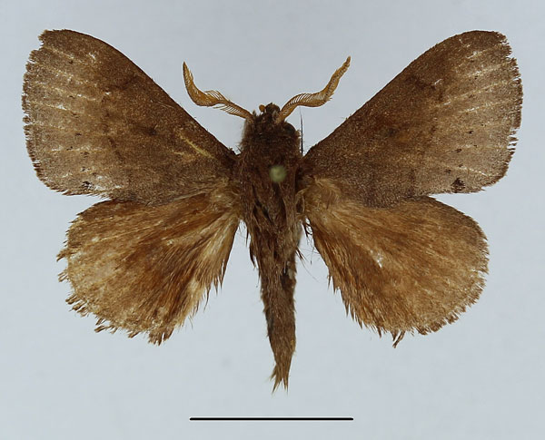 /filer/webapps/moths/media/images/L/livens_Sunnepha_AM_Basquin_02.jpg