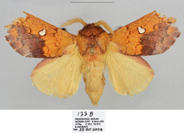 /filer/webapps/moths/media/images/L/liviae_Hypotrabala_HT_Mueller.jpg