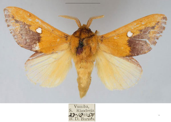 /filer/webapps/moths/media/images/L/liviae_Hypotrabala_PTM_NMB.jpg