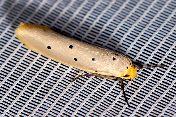 /filer/webapps/moths/media/images/L/livida_Ethmia_A_Woodhall_001.jpg