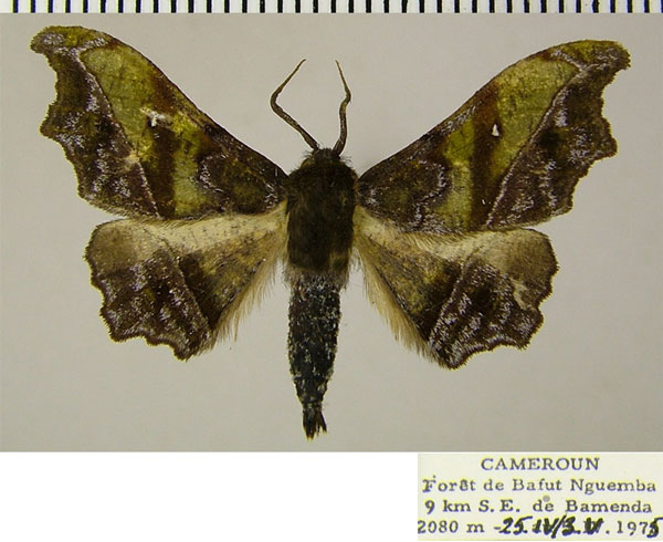 /filer/webapps/moths/media/images/L/livida_Hyalornis_AM_ZSM.jpg