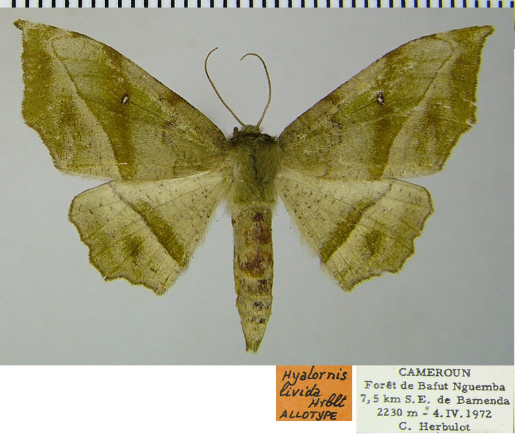 /filer/webapps/moths/media/images/L/livida_Hyalornis_AT_ZSM.jpg