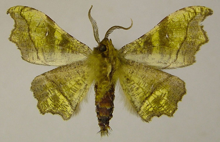 /filer/webapps/moths/media/images/L/livida_Hyalornis_HT_ZSMb.jpg