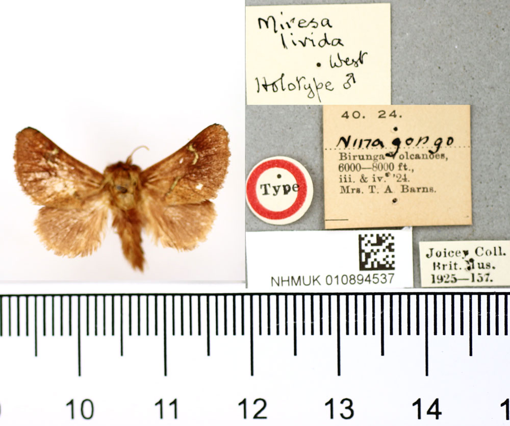 /filer/webapps/moths/media/images/L/livida_Miresa_HT_BMNH.jpg