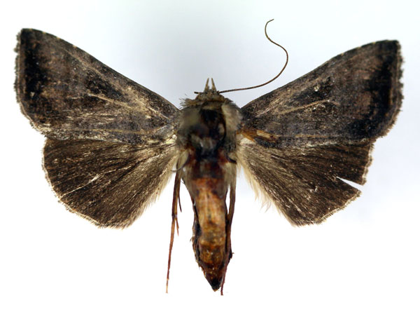 /filer/webapps/moths/media/images/L/livida_Plusiotricha_AF_RMCA.jpg